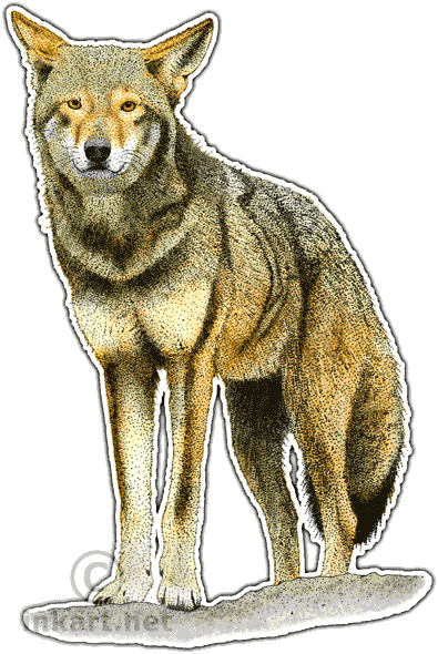 Red Wolf Decal - Canidae Family (395x590), Png Download
