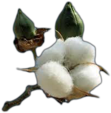 Cotton Free Png Image - Cotton Plant Coloring Page (500x400), Png Download