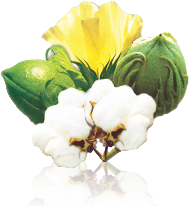 Previous - Next - Cotton Seeds Png (801x801), Png Download
