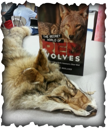 Picture - Secret World Of Red Wolves By T. Delene Beeland (351x421), Png Download