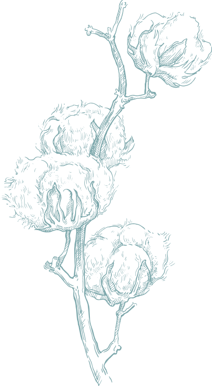 In The Beginning - Cotton Sketch (432x785), Png Download