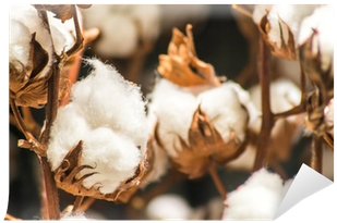 Cotton (400x400), Png Download