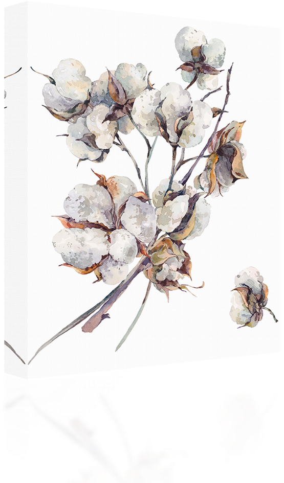 Cotton Water Color - Cotton Flower Watercolor (1024x1024), Png Download