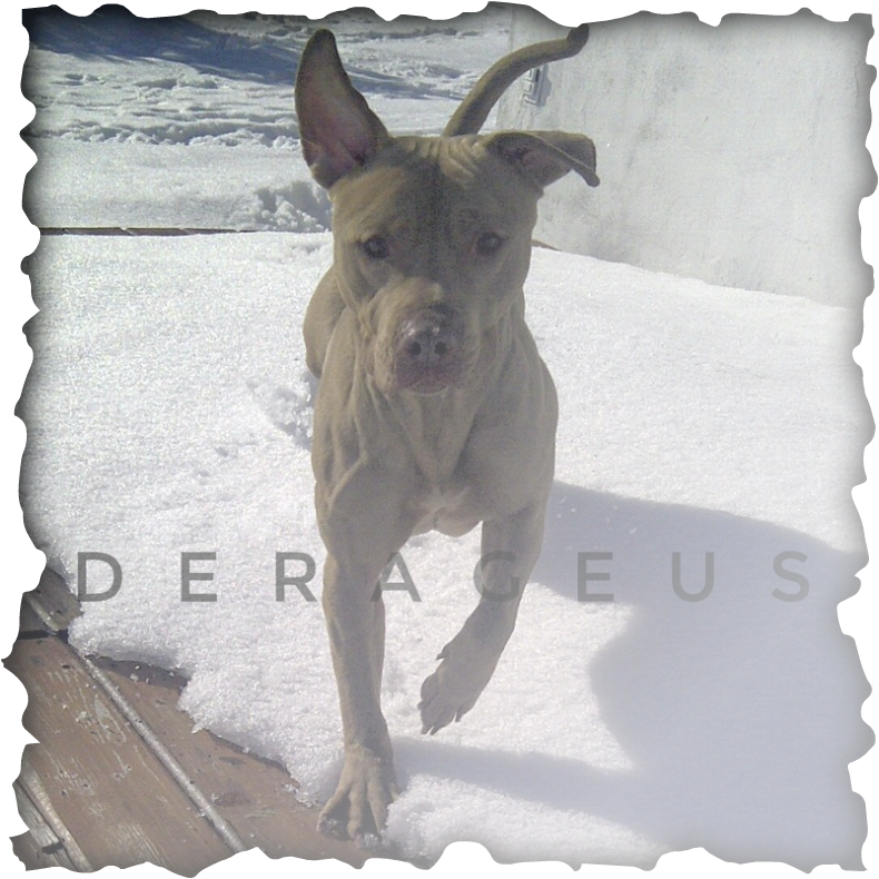 Ammons' Hemphill Red Wolf - Makan Untuk Kesihatan Resipi Kehidupan Sihat (790x790), Png Download