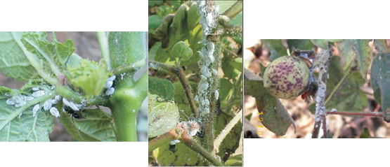 Plants Dry Become Stunted And Dry - Cotton (555x239), Png Download