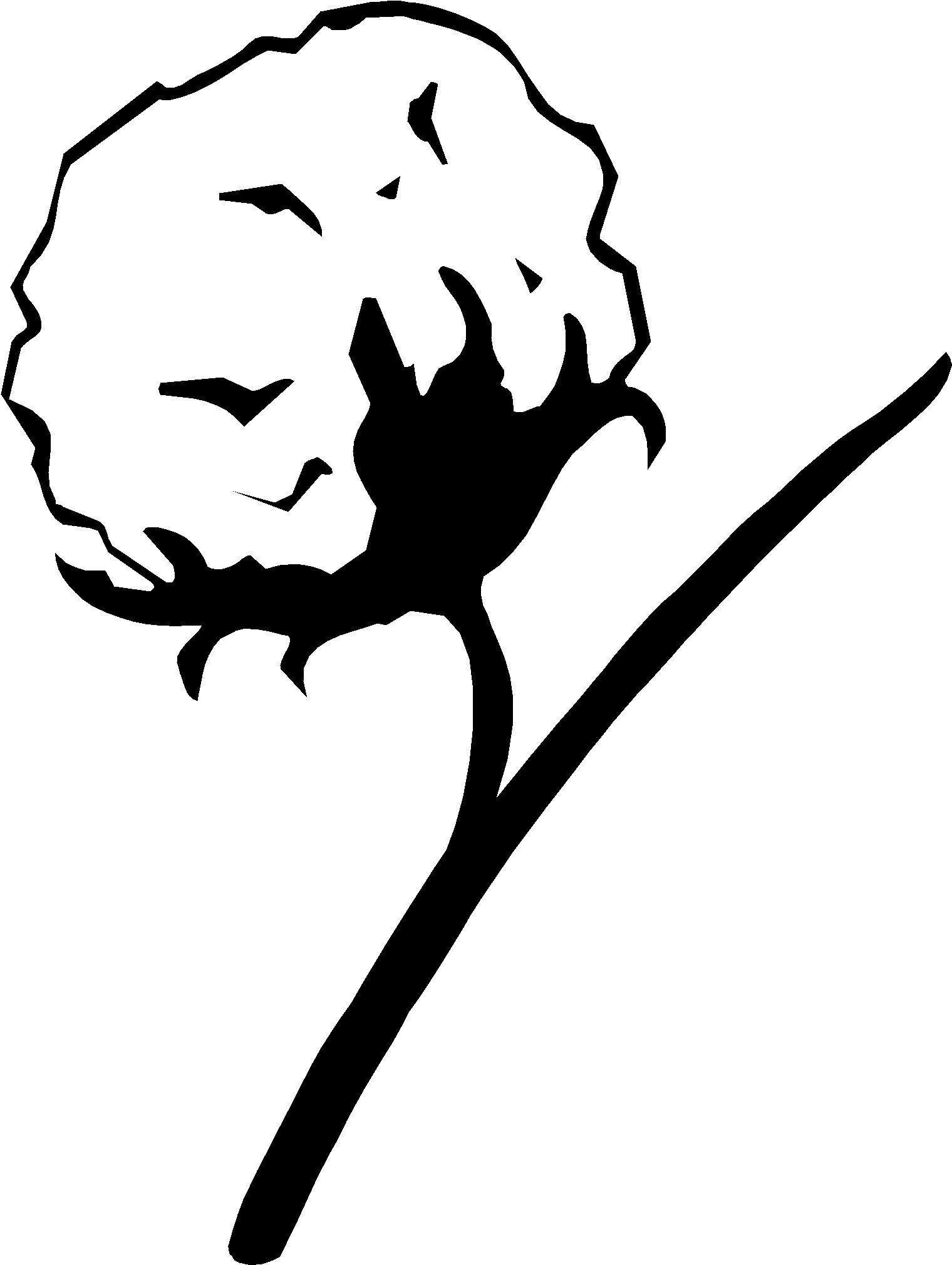 Cotton Plant Drawing (1582x2112), Png Download