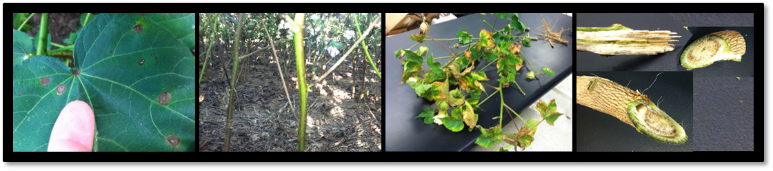 Cotton Diseases And Nematodes - .com (1121x248), Png Download