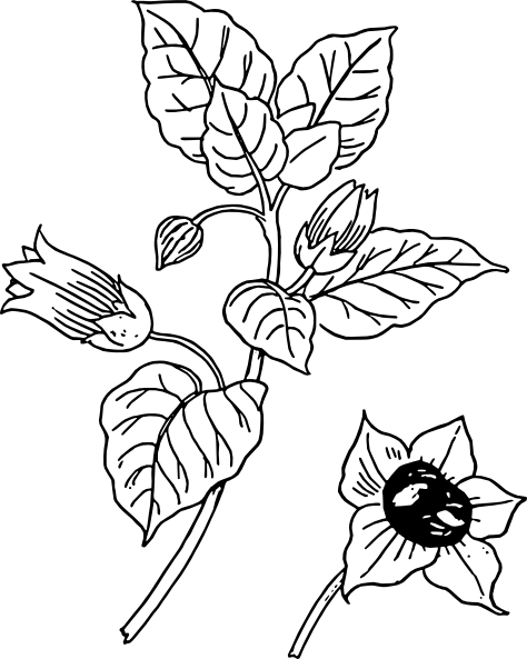 Cotton Plant Drawing - Belladonna Plant Sketch (474x593), Png Download