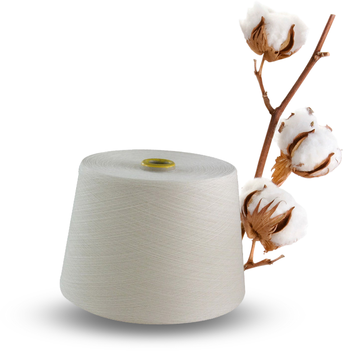 We Are From India's Highest Cotton Growing State - Cotton Plant (693x709), Png Download