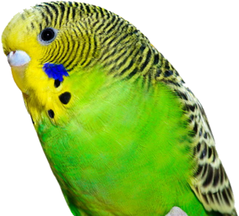 Budgie - Birthday Wishes For Parrot (431x333), Png Download