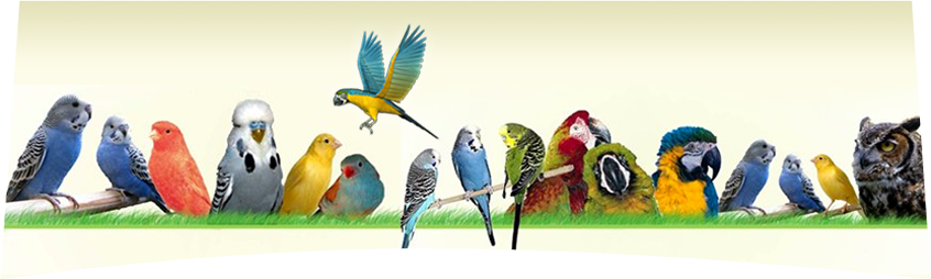 Macaw (846x254), Png Download