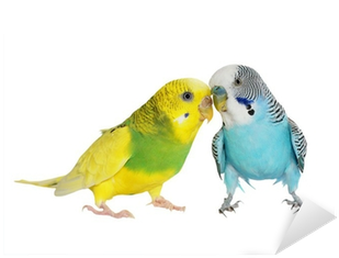 Budgerigar Isolated On White, , Budgie Sticker • Pixers® - Tapeta Papużka Falista (400x400), Png Download