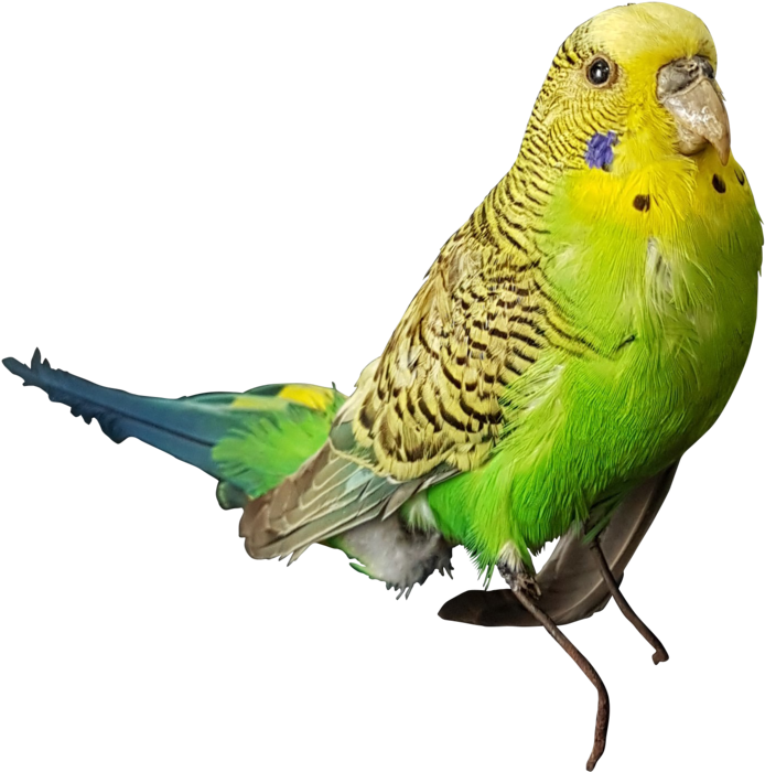 Taxidermy Budgerigar - Budgerigar (1024x1025), Png Download