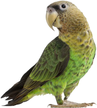 Discouraging Egg Laying In Pet Birds - Keersi Calcium Teeth Grinding Chew Toy For Bird Parrot (400x371), Png Download