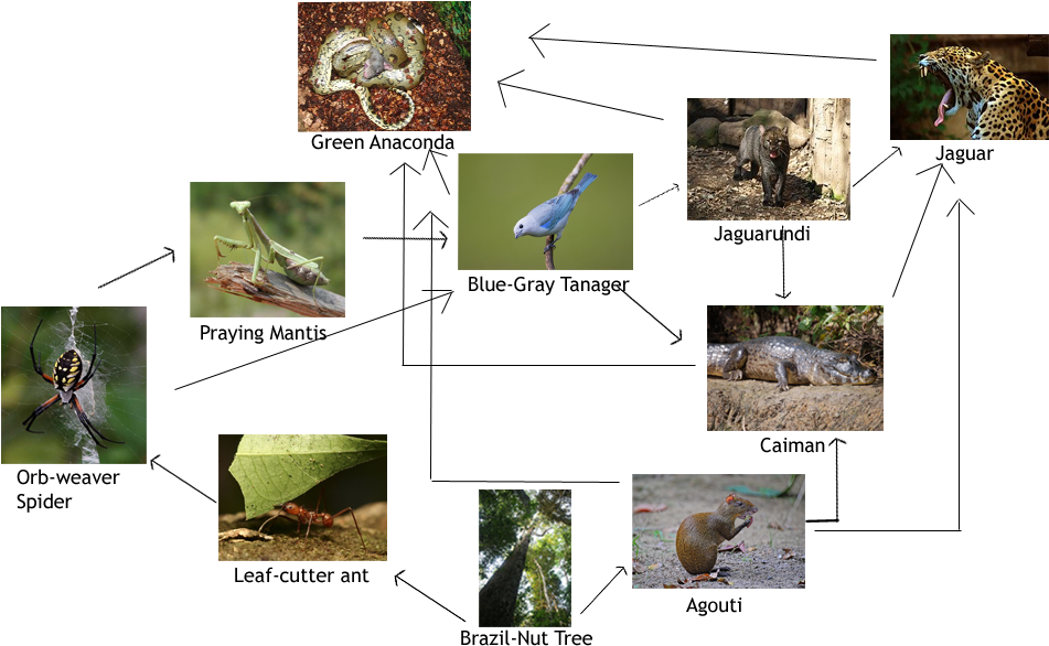 Food Web Of The Amazon Rainforest - Goliath Bird Eating Spider Food Chain (1000x600), Png Download