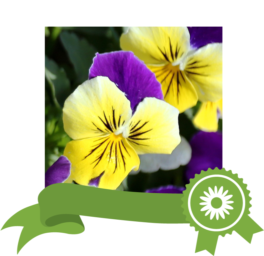 Edible - Package Of 600 Seeds, Johnny Jump Up Helen Mount (viola (1016x931), Png Download