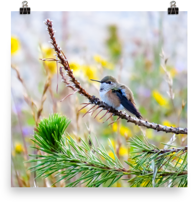 Perched Hummingbird With Rufous Flanks And Yellow Flowers - Yellow Rumped Warbler (1000x1000), Png Download