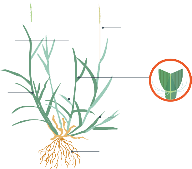 The Constant Running Back And Forth In The Same Location - Grass (614x539), Png Download