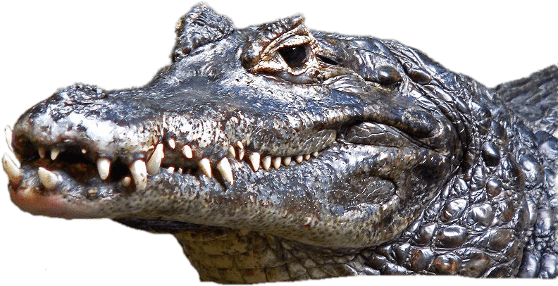 Caiman Head - Wild Crocodile (800x533), Png Download
