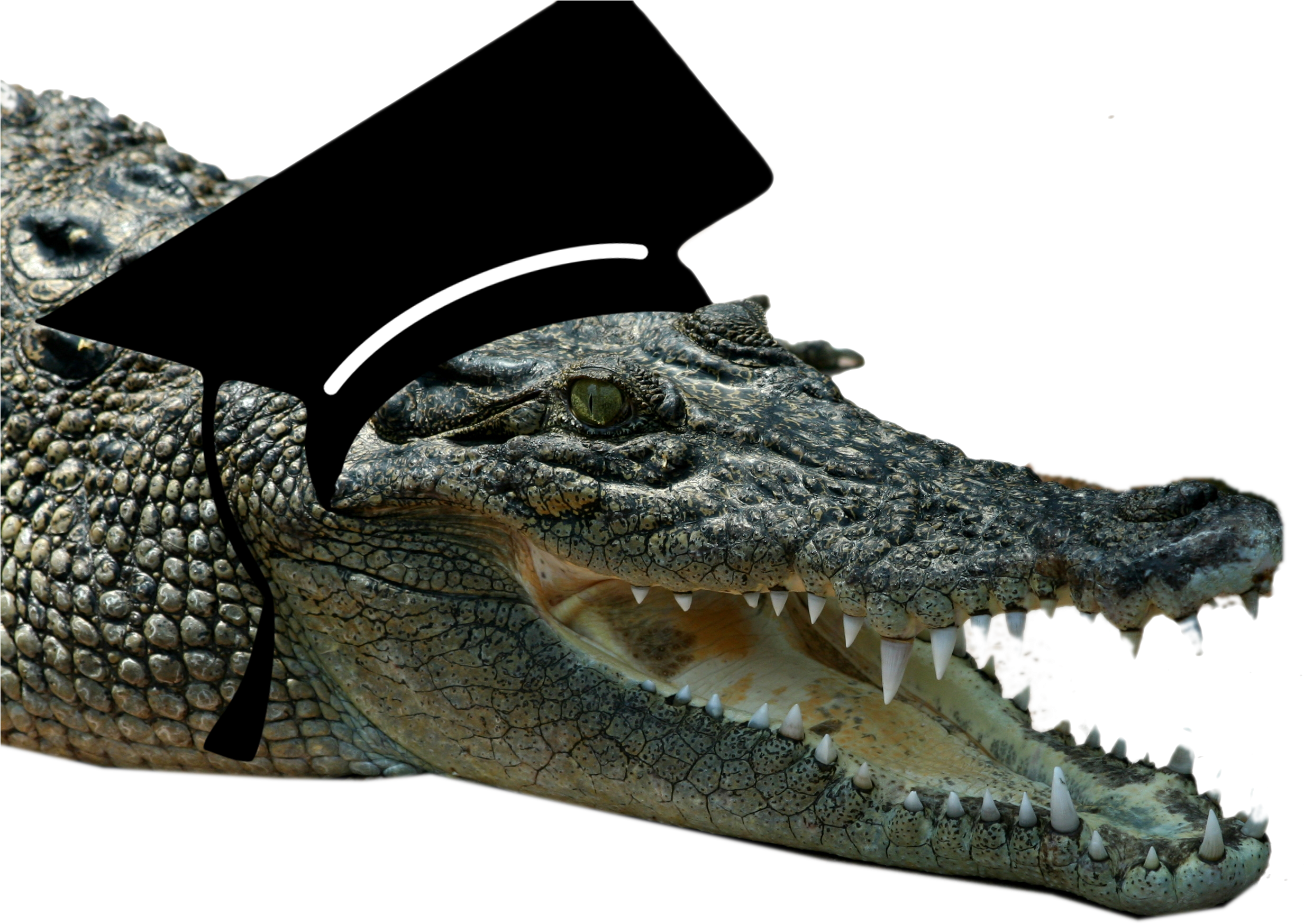 Crocodile [book] (2469x1851), Png Download