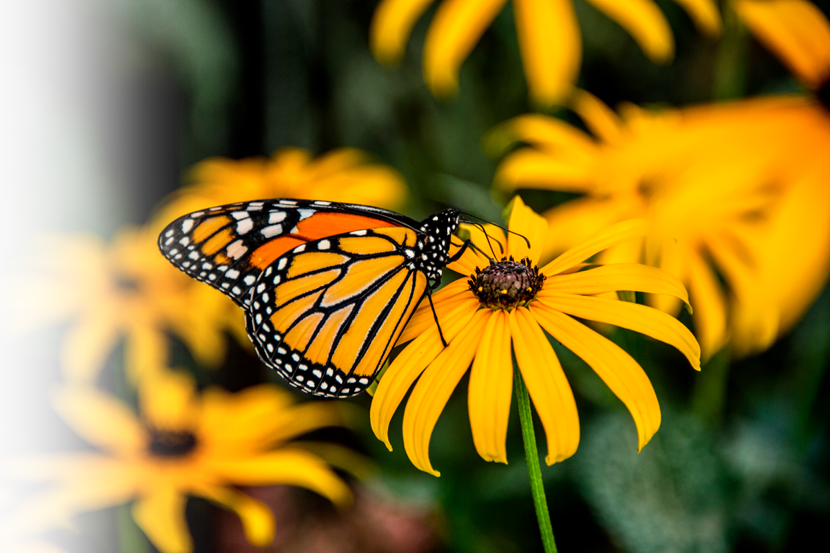 Bcgrasslands Photosm-monarch - Common Milkweed - Four (4) Live Plants - Asclepias (1200x800), Png Download