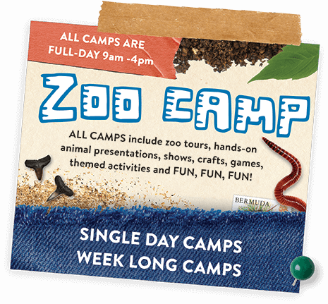 Our Qualified Educators Guide Groups Of No Larger Than - St. Augustine Alligator Farm Zoological Park (465x431), Png Download