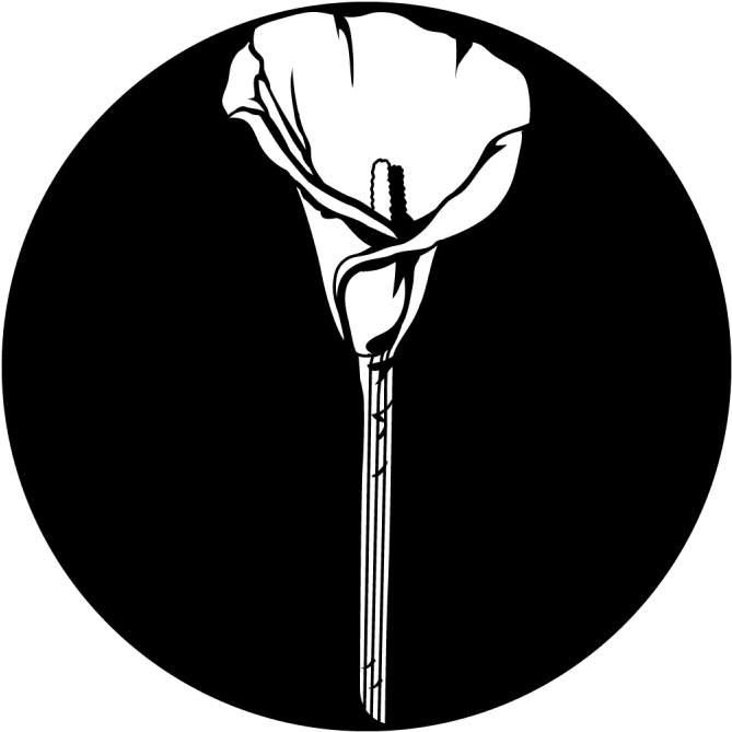 Lonely Calla Lily (800x800), Png Download