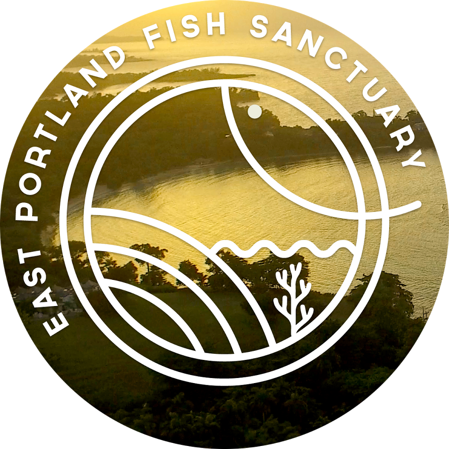 East Portland Fish Sanctuary - Dg2170b (892x892), Png Download