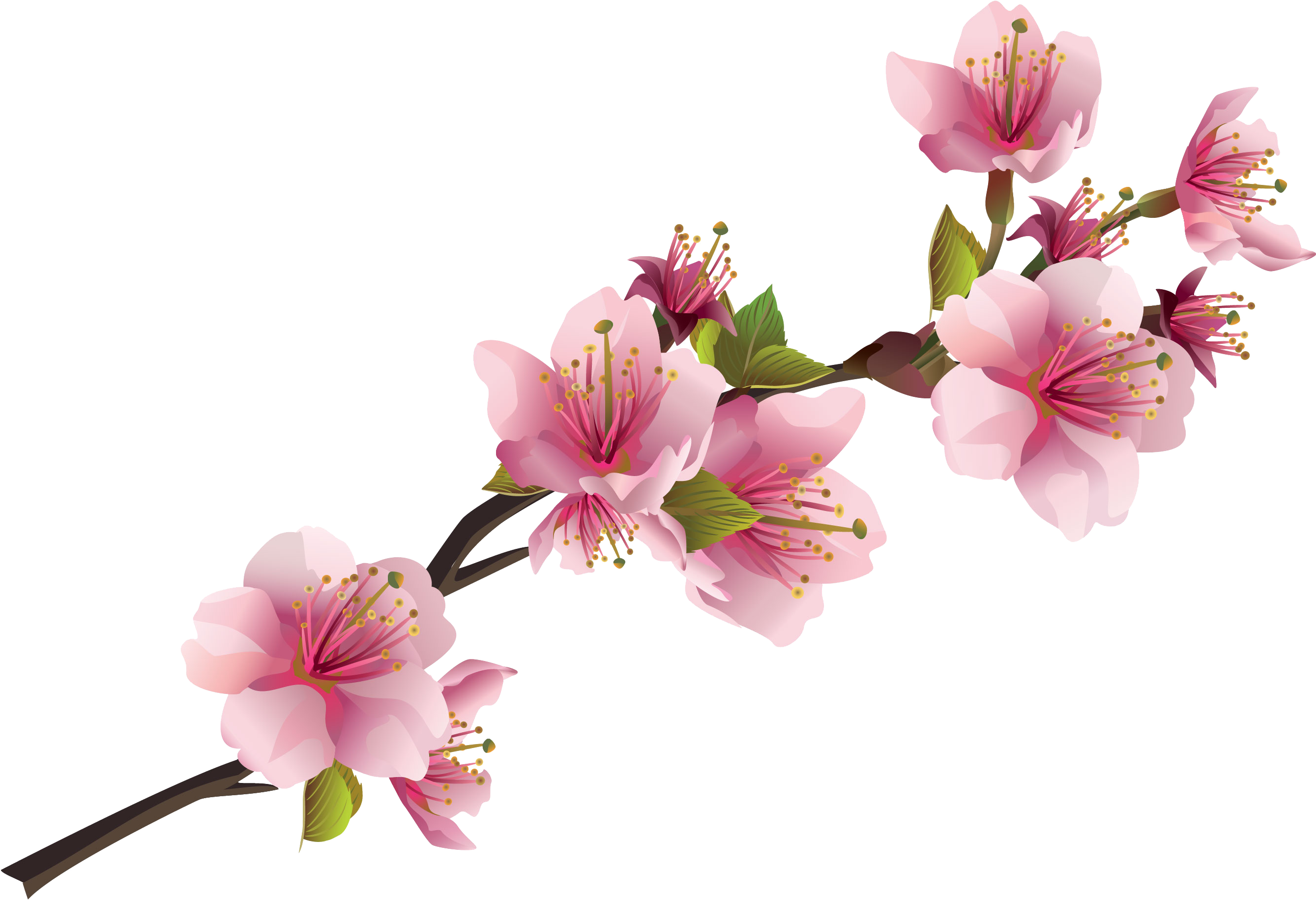 Sakura Pink Flowers Png Free Images - Orange Venue Japon Kiraz Çiçeği Kırlent Kılıfı - 45x45 (2677x1830), Png Download