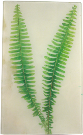 Painted Fern Painted Fern - Horsetail (500x500), Png Download