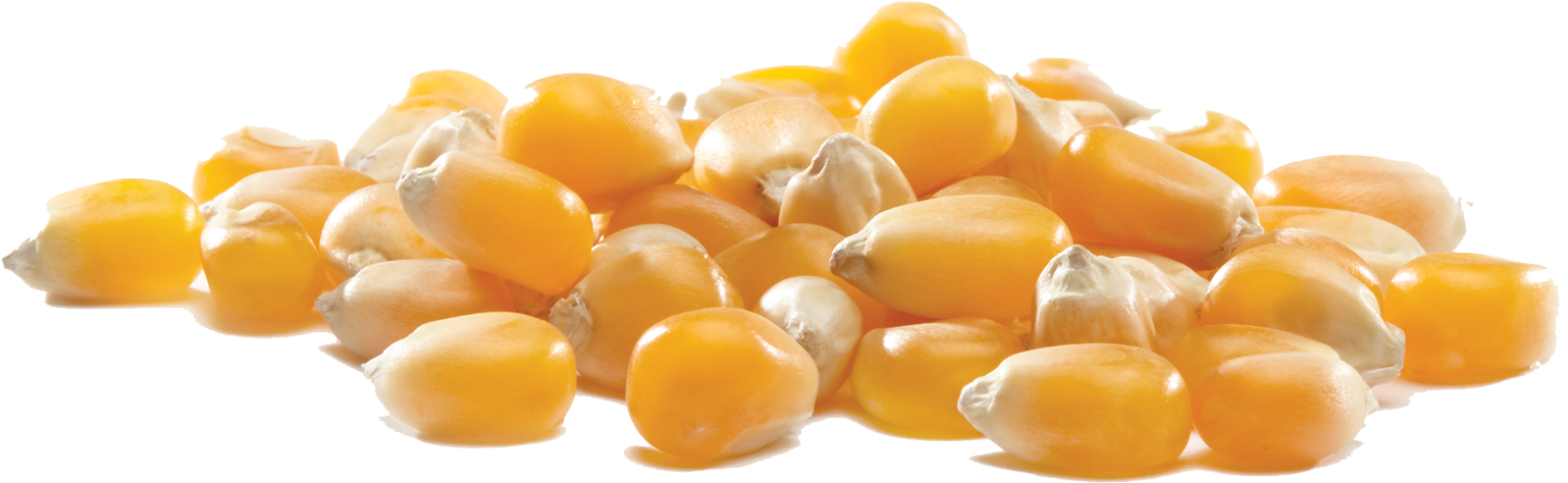 Nfp - Trails End Popping Corn (1800x603), Png Download