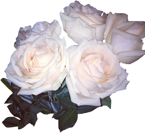 Rose Whiterose Flower Sticker Tumblr Freetoedit - White Rose Hearts Transparent Background (469x429), Png Download