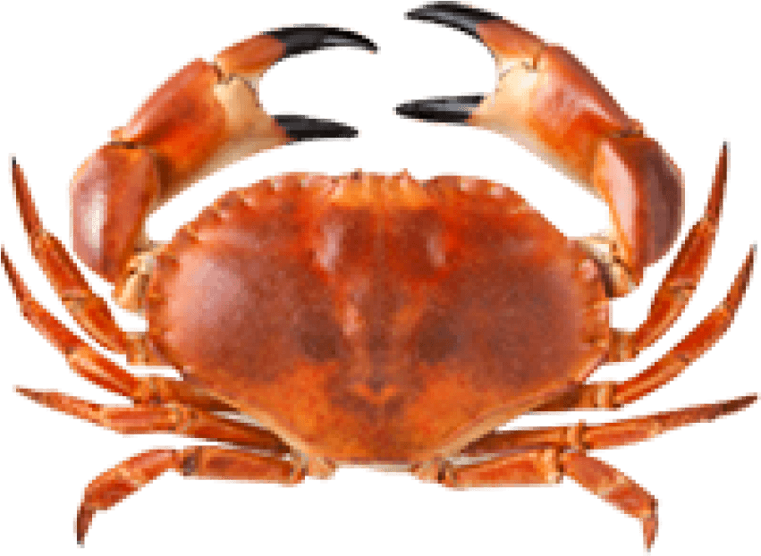 Free Png Crab Png Images Transparent - Once You See It You Can T Unsee It Car (850x710), Png Download