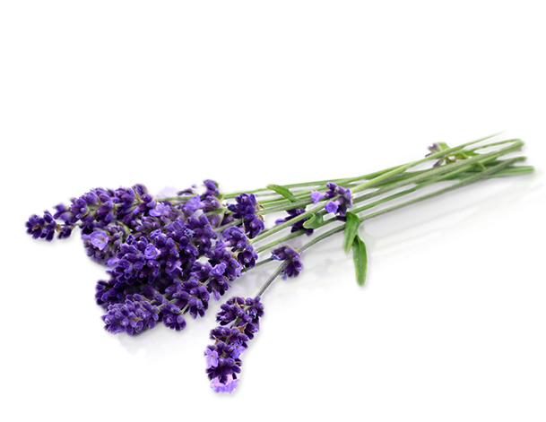 Endiglow Gua Sha & Cupping Oil Lavender Essential (608x490), Png Download