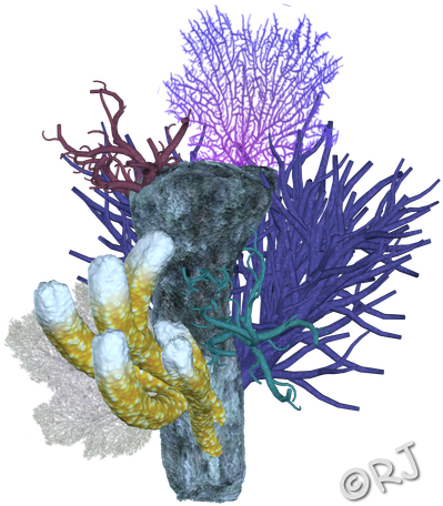 Coral Reef Png - Floral Design (427x475), Png Download