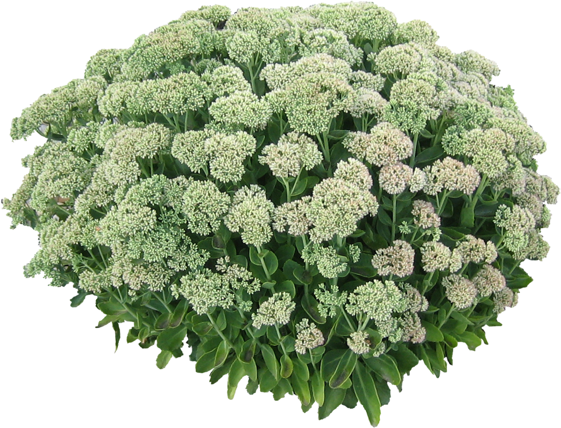 White Hydrangea Bush Png (1138x1138), Png Download