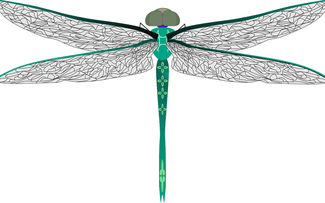Dragonfly, Bug, Insect, Darning Needle - แมลงปอ Png (640x389), Png Download