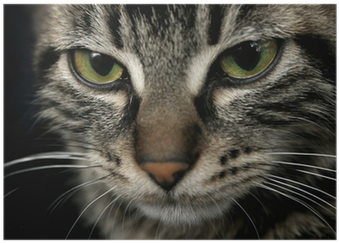 Face (400x400), Png Download