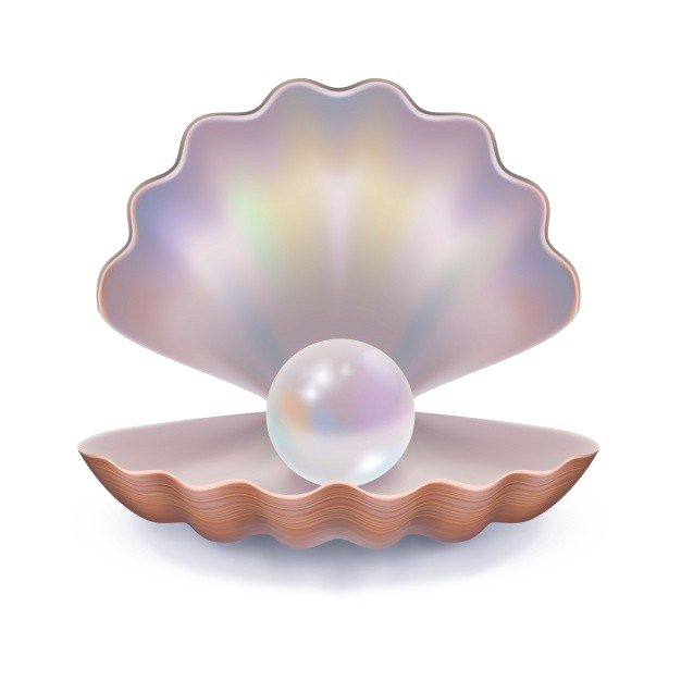 Pearl Download Png Image - Open Clam Shell Vector (626x626), Png Download