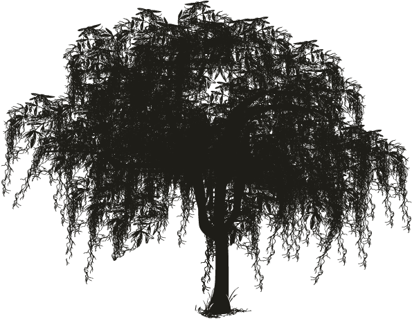 Spanish Woody Plant Silhouette Oak Transprent Free - Spanish Moss Tree Silhouette (696x696), Png Download