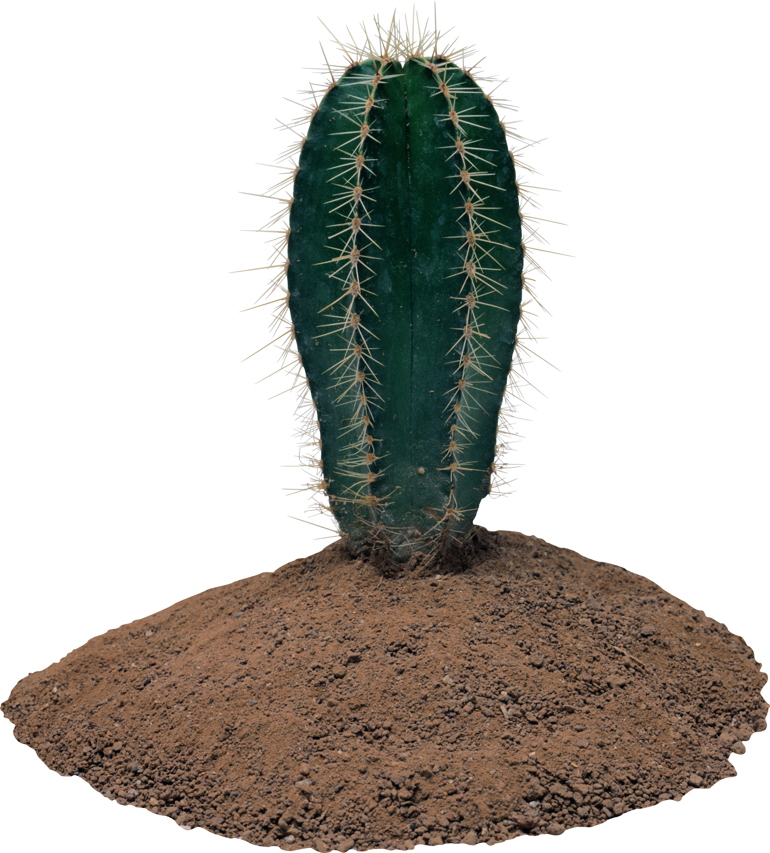Cactus With Transparent Background (2530x2802), Png Download