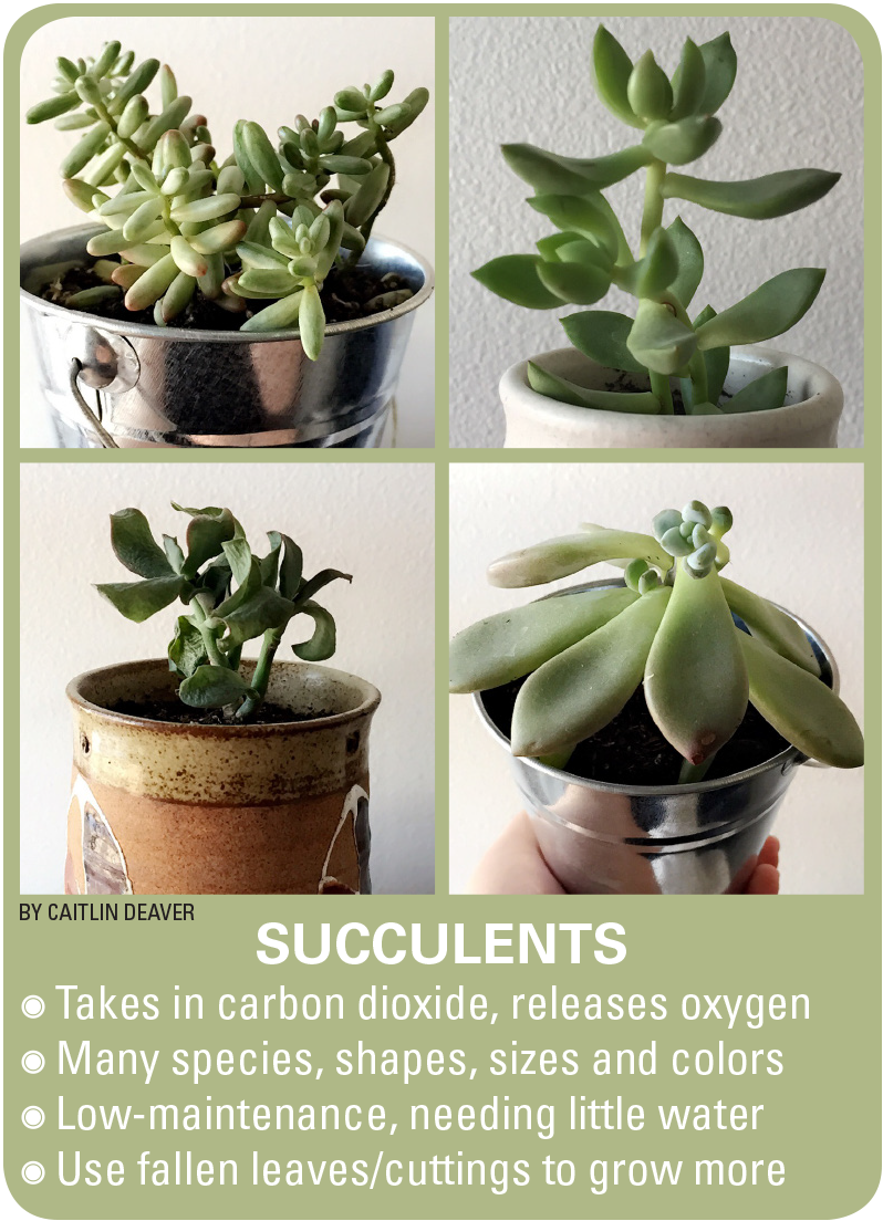 Succulent Plant (798x1104), Png Download