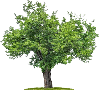Png Plan Trees - Mulberry Tree Png (400x366), Png Download