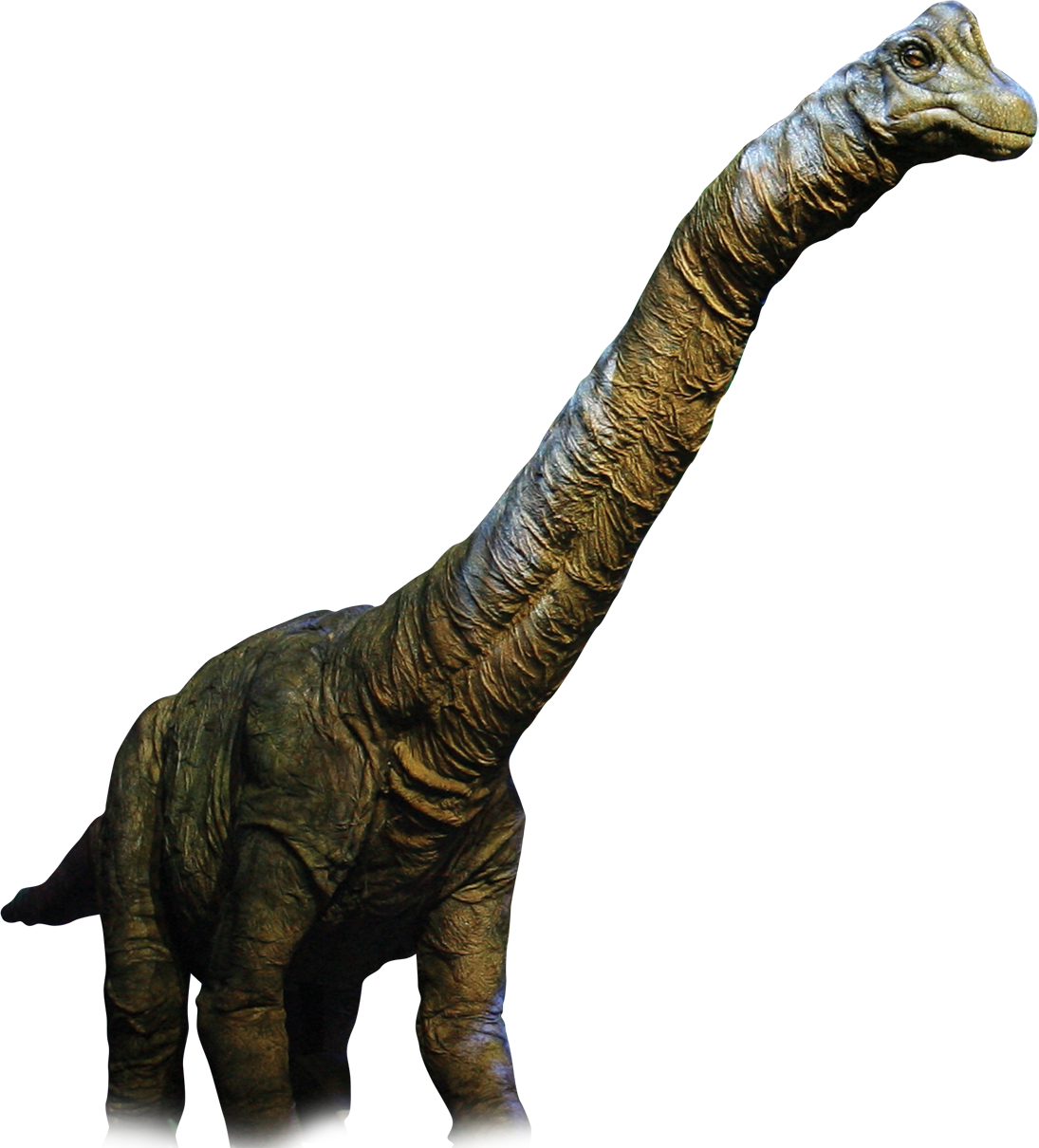 Dinosaur Png Background Images - Dinosaur (1095x1210), Png Download