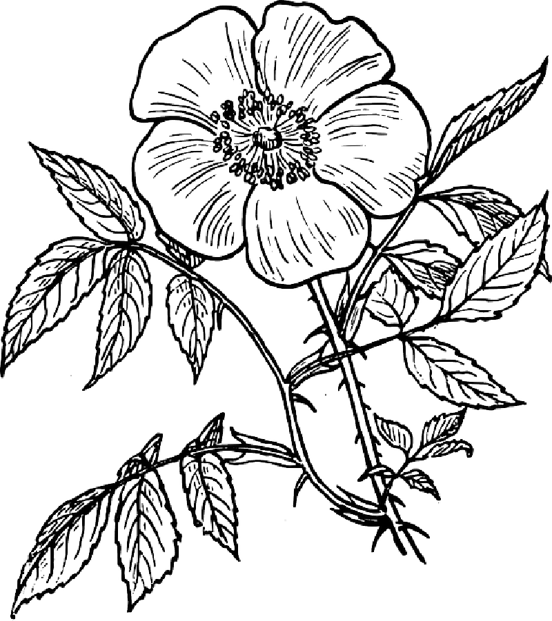 Mb Image/png - Flower Line Art Transparent (800x901), Png Download