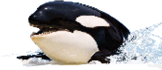 Killer Whale Image Png (640x480), Png Download