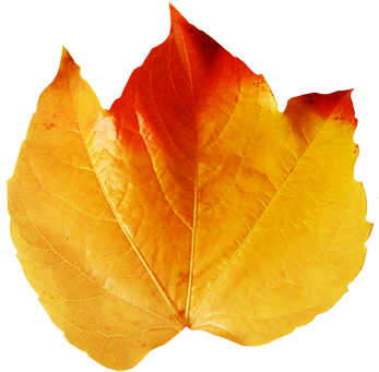 Realistic Clipart Leaf - Real Fall Leaves Clip Art (354x359), Png Download
