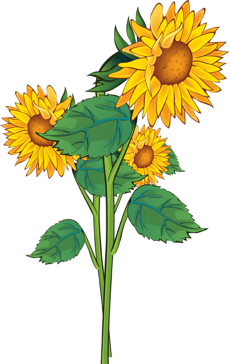Sunflowers - Sunflower Cliparts (472x750), Png Download
