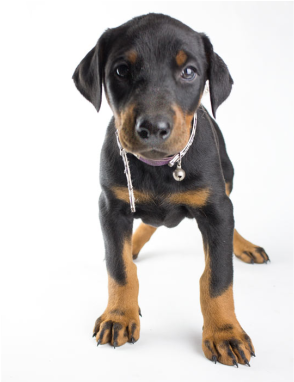 Austrian Black And Tan Hound (793x381), Png Download