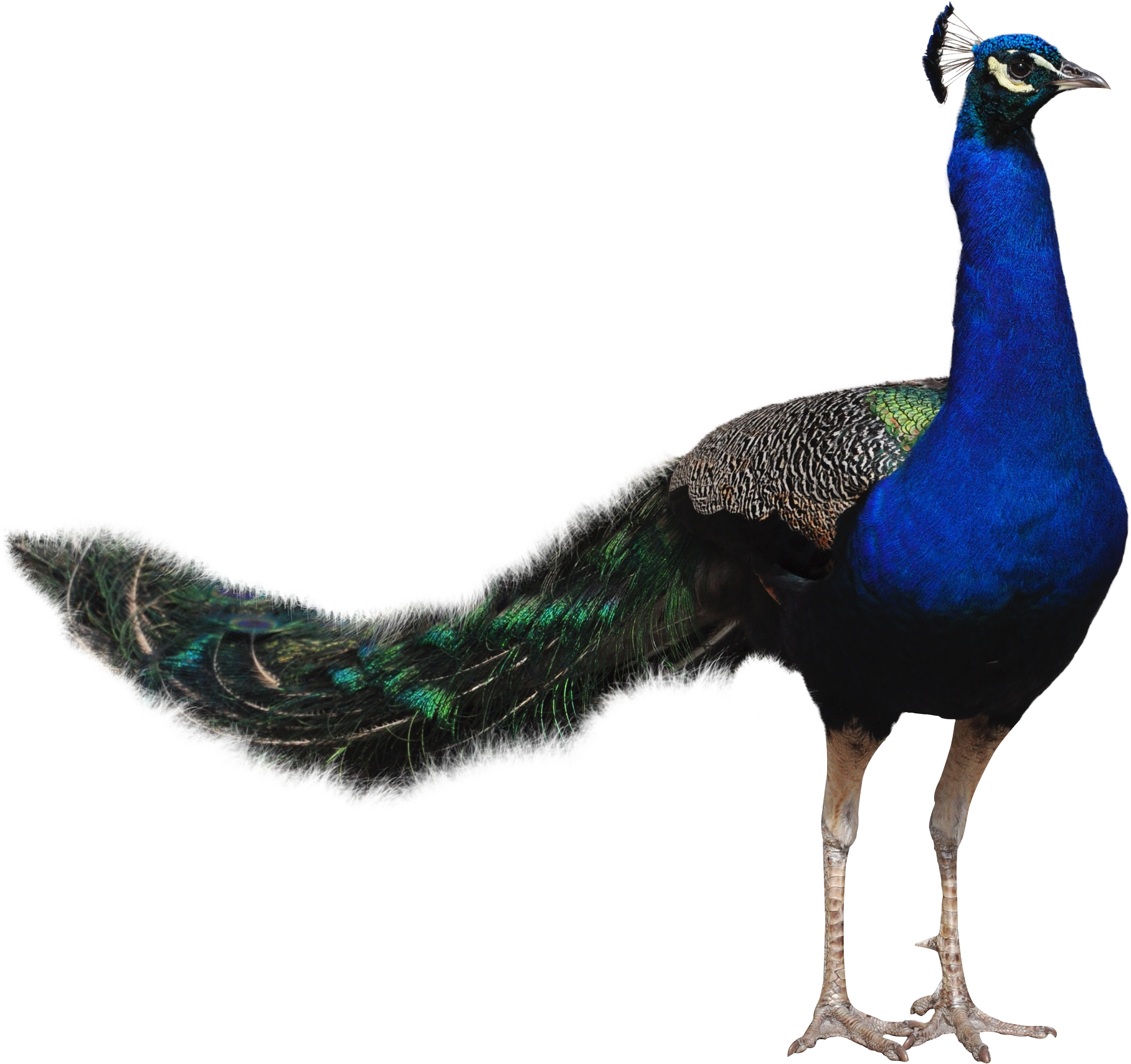 Peacocks, Quality Photo - Bird Png Hd Transparent (2000x1800), Png Download